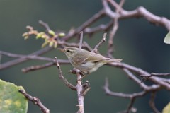 Phylloscopus plumbeitarsus
