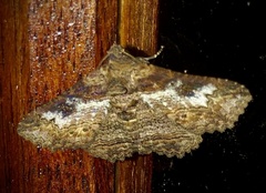 Pericyma mendax