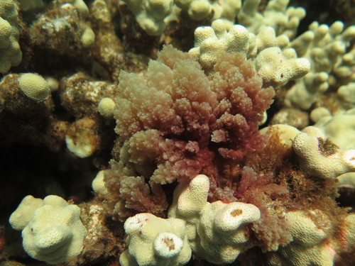 Asparagopsis taxiformis observed 2021-06-13