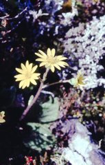 Brachyglottis lagopus