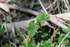 Marsilea macropoda