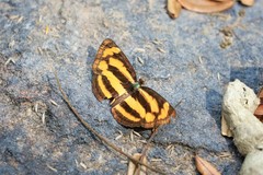 Pantoporia