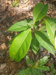 Rhodomyrtus psidioides