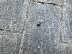 Megachile disjuncta
