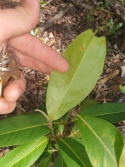 Rhodomyrtus psidioides