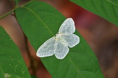 Genusa