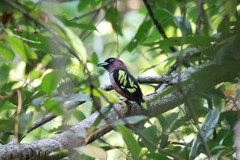 Eurylaimus javanicus