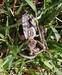 Brachycerus tauriculus