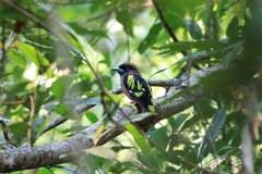 Eurylaimus javanicus