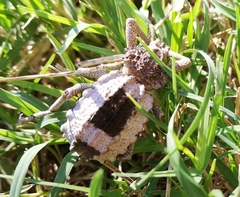 Brachycerus tauriculus