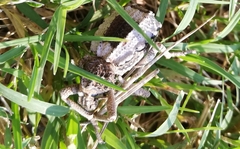 Brachycerus tauriculus