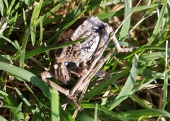 Brachycerus tauriculus