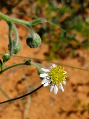 Felicia anthemidodes