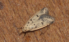 Atheropla decaspila