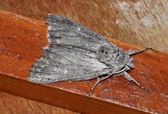 Cerura melanoglypta