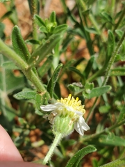 Felicia anthemidodes