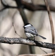 Poecile carolinensis
