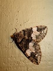 Hydriomena albifasciata