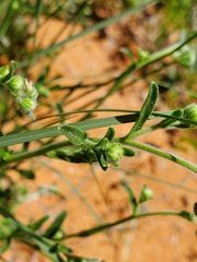 Felicia anthemidodes