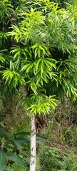 Podocarpus nakaii