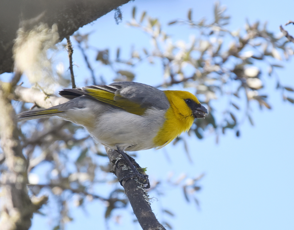 Palila (Loxioides bailleui) photo