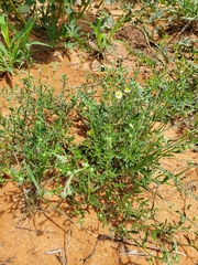 Felicia anthemidodes