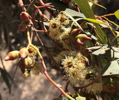 Eucalyptus socialis