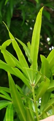 Podocarpus nakaii