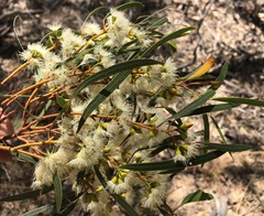 Eucalyptus leptophylla