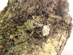 Hoherius meinertzhageni