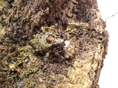 Hoherius meinertzhageni