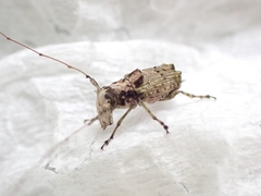 Hoherius meinertzhageni
