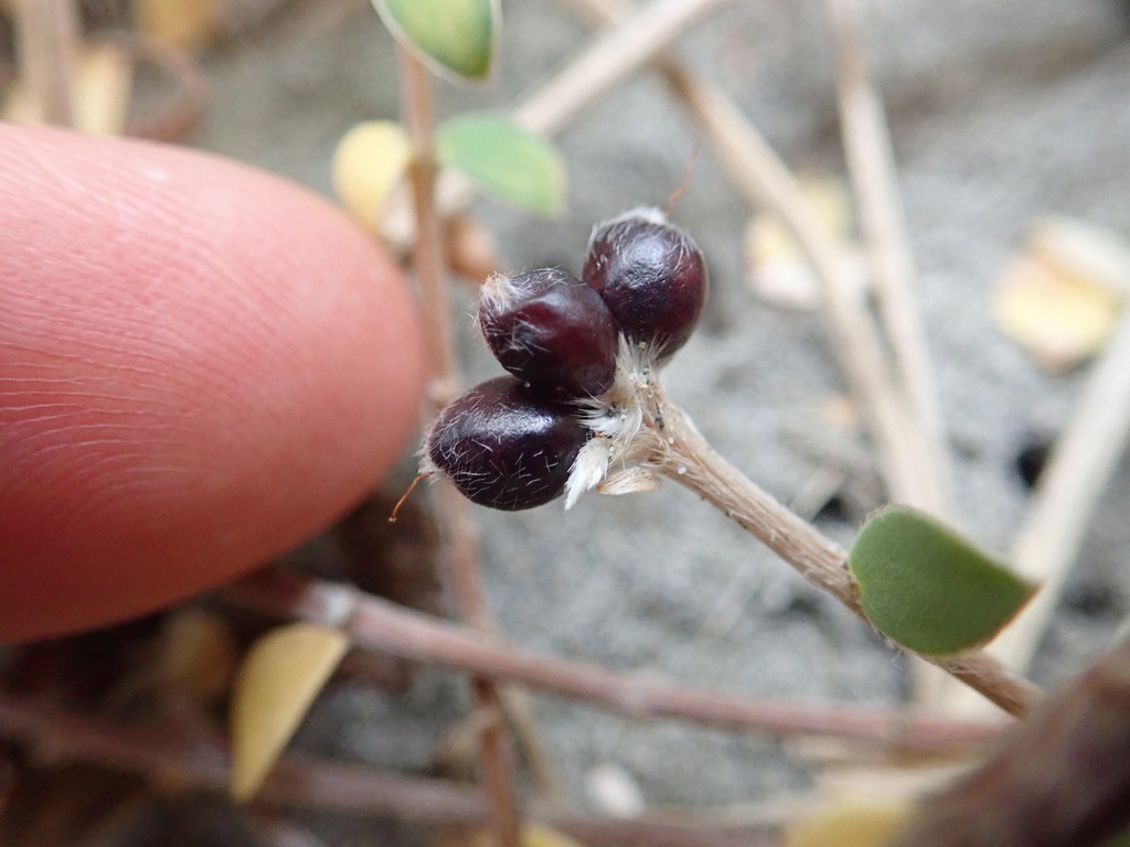 Pimelea villosa, Foxton Beach, New Zealand, by arnim