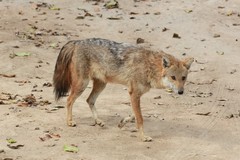 Golden Jackal photo 4