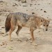 Indochinese Jackal - Photo (c) benjamynweil, some rights reserved (CC BY-NC), uploaded by benjamynweil