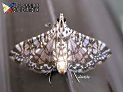 Glyphodes onychinalis