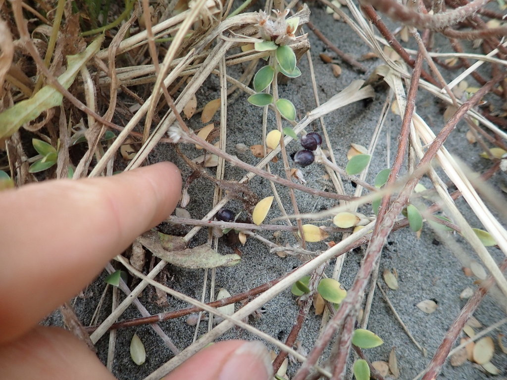 Pimelea villosa, Foxton Beach, New Zealand, by arnim