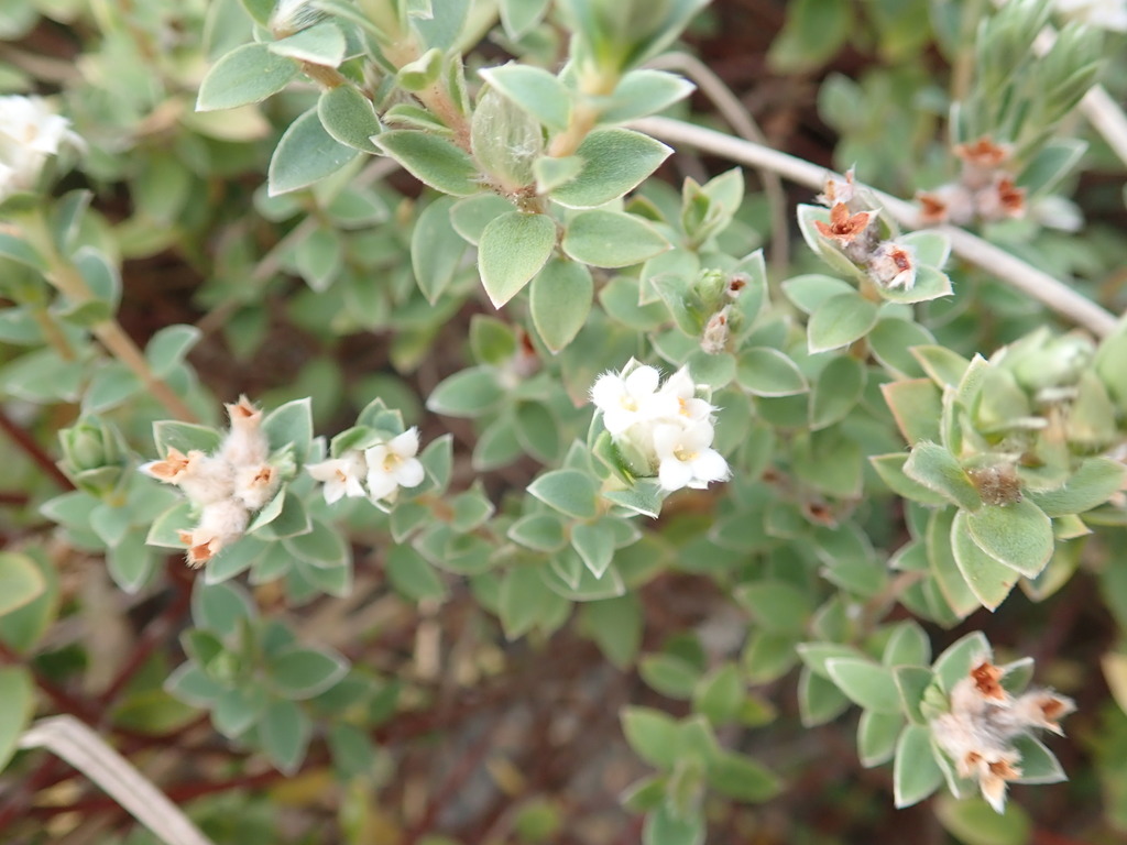 Pimelea villosa, Foxton Beach, New Zealand, by arnim