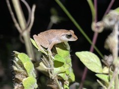 Pseudophilautus amboli