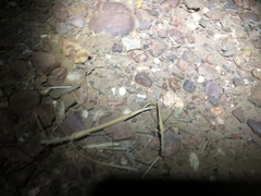 Austrosipyloidea carterus