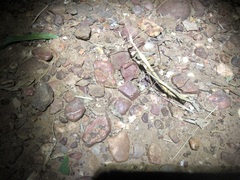 Austrosipyloidea carterus