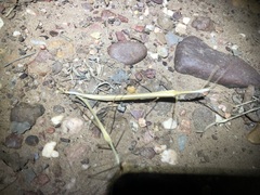 Austrosipyloidea carterus