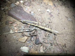 Austrosipyloidea carterus