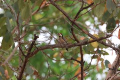Dendrocopos analis