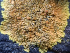 Variospora flavescens