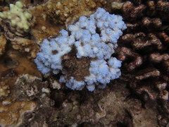 Montipora capitata