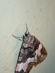 Hydriomena albifasciata