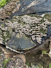 Fungi