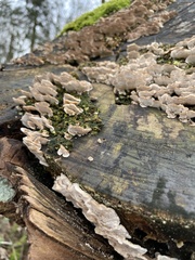 Fungi