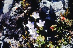 Wahlenbergia pygmaea